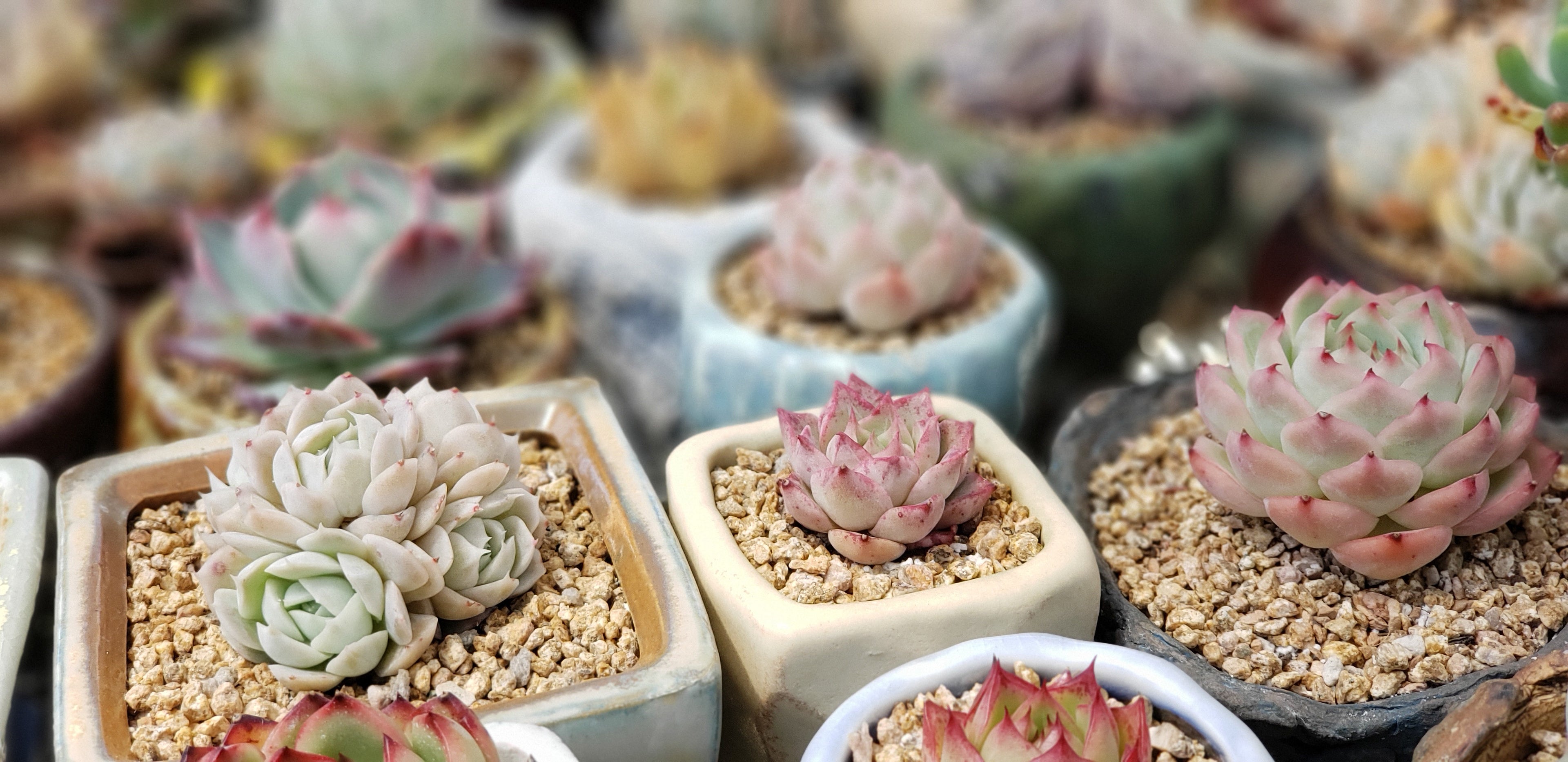 Succulent various, Types of succulents