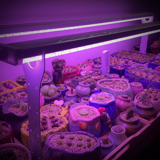 Grow light, indoor, for succulent