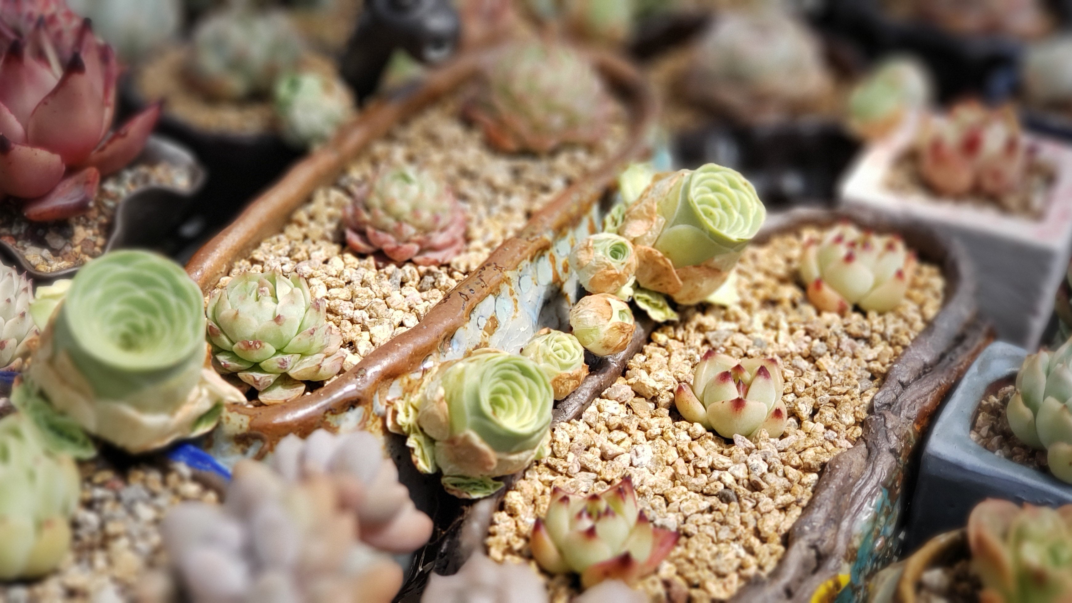 Succulent types, flowering cactus, hen and chick plant, haworthia,succulent care