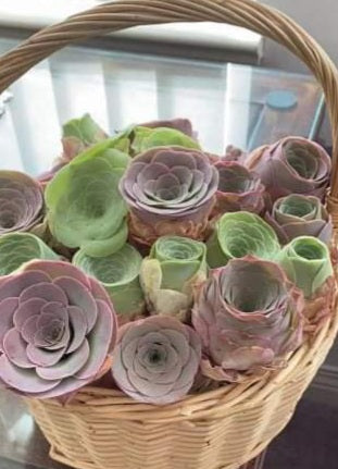 pink mountain rose succulent Rare Greenovia El Hierro 'PINK MOUNTAIN ROSE'