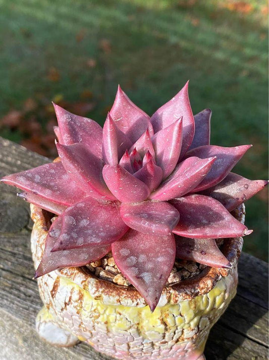 Echeveria agavoides Romeo SP