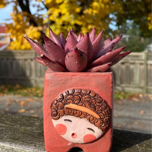 Echeveria agavoides 'Romeo' SP(with pot)
