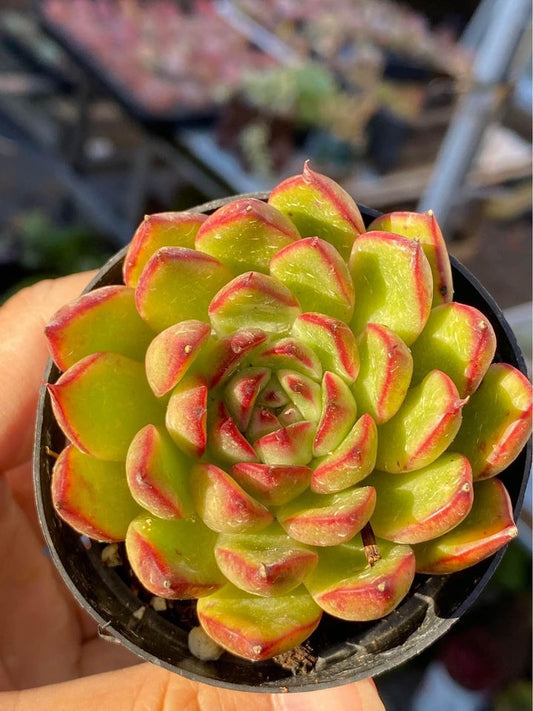 Products Echeveria agavoides× pulidonis