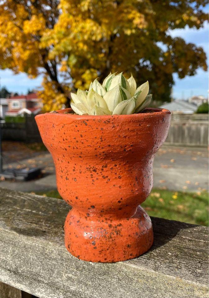 Haworthia vaeiegata(with pot)