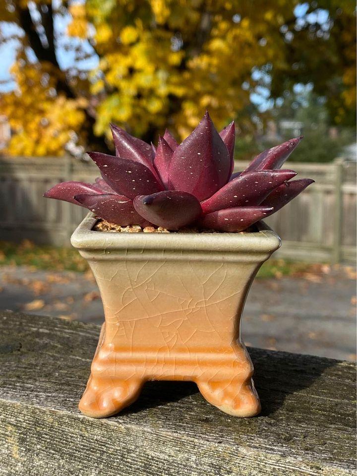 Echeveria agavoides 'Romeo' SP with beautiful ceramic clay pot 