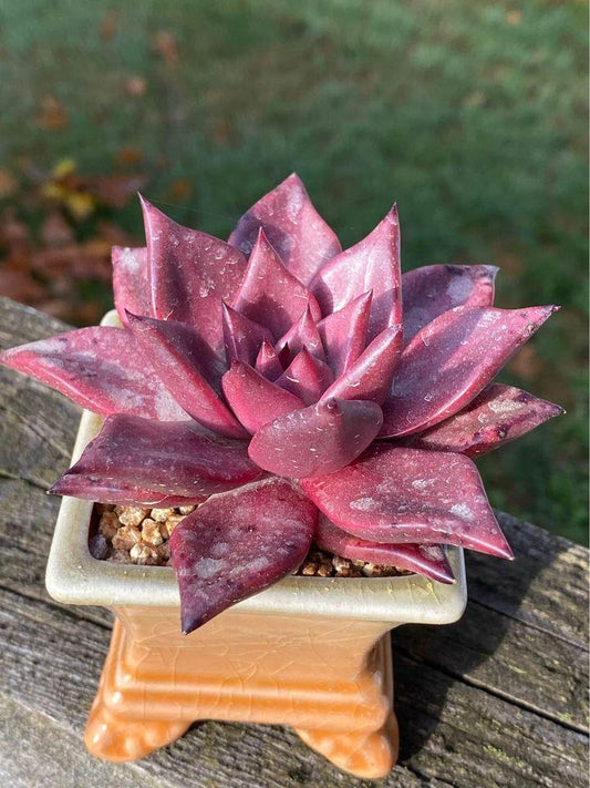 Echeveria agavoides Romeo SP with ceramic pot / planter