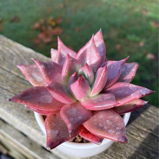 Echeveria agavoides Romeo SP