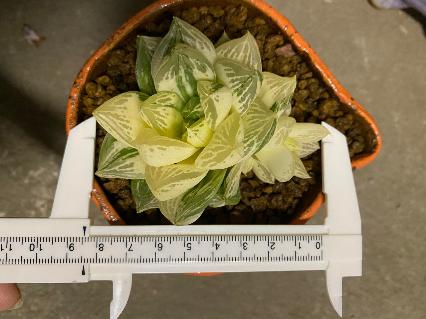 Haworthia vaeiegata(with pot)