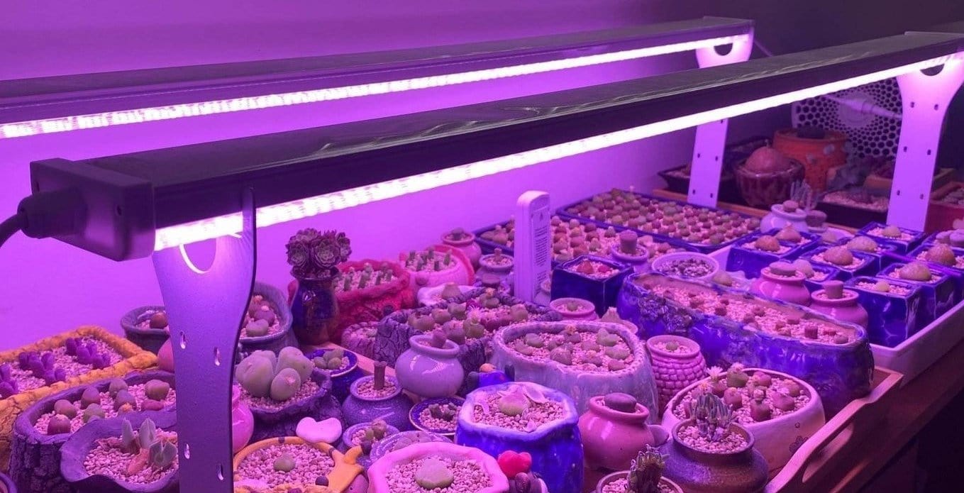 Effective Energy saving LED grow light for succulent