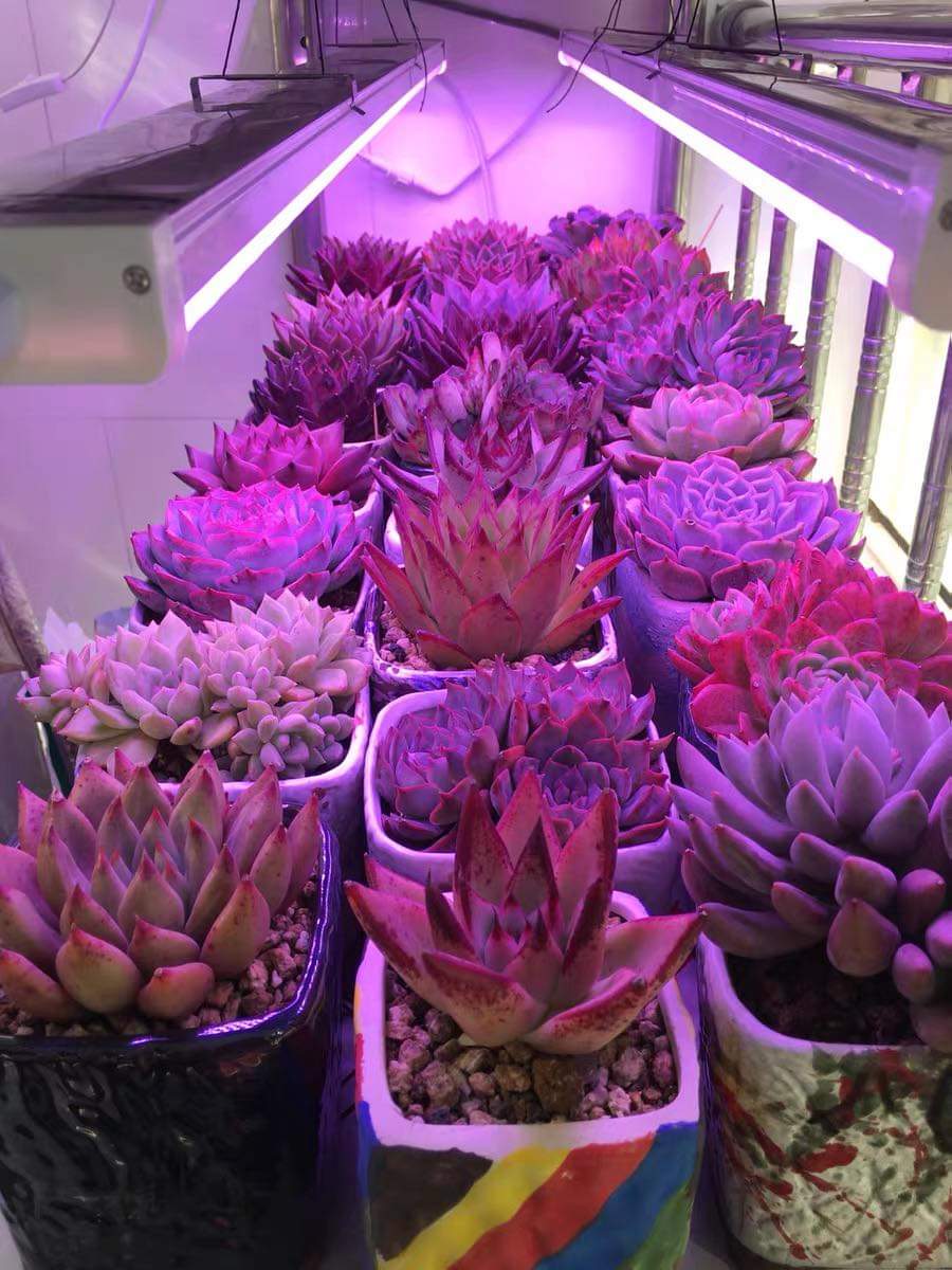 Effective Energy saving LED grow light for succulent