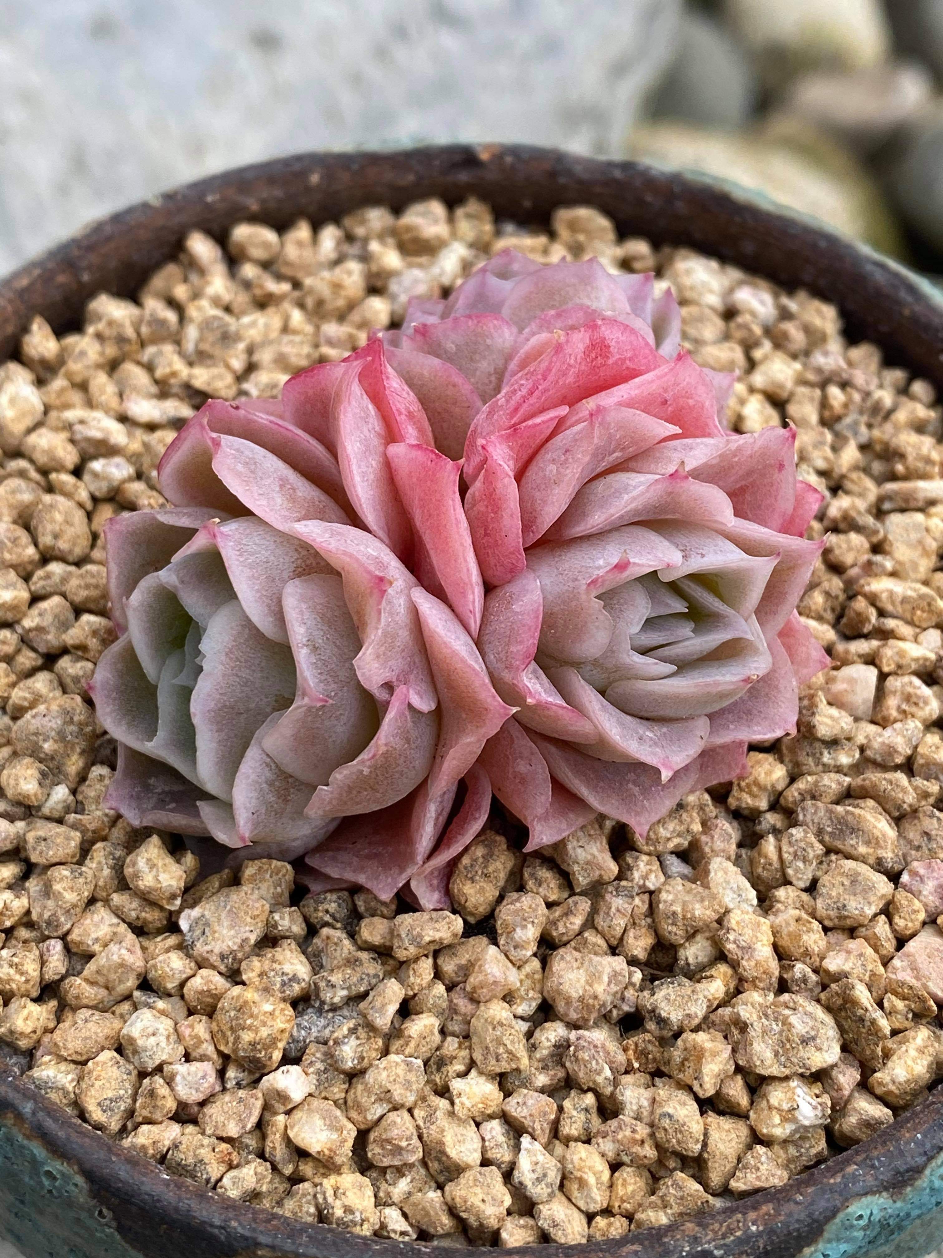 Mineral stone, Golden Maifan Stone, Green geolite, Red lava rock, Black volcanic stone, pon, DE, diatomaceous earth stone, soil mix, substrate, topdressing. special functions, healthy brilliant beautiful colorful