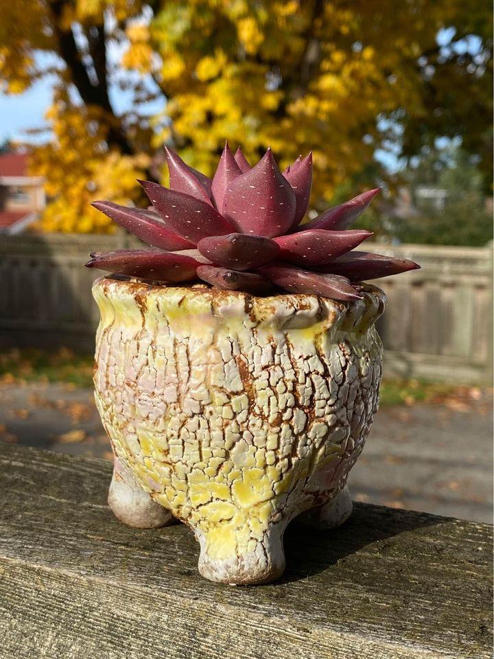 Echeveria agavoides Romeo SP
