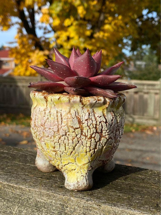 Echeveria agavoides Romeo SP
