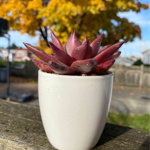 Echeveria agavoides Romeo SP